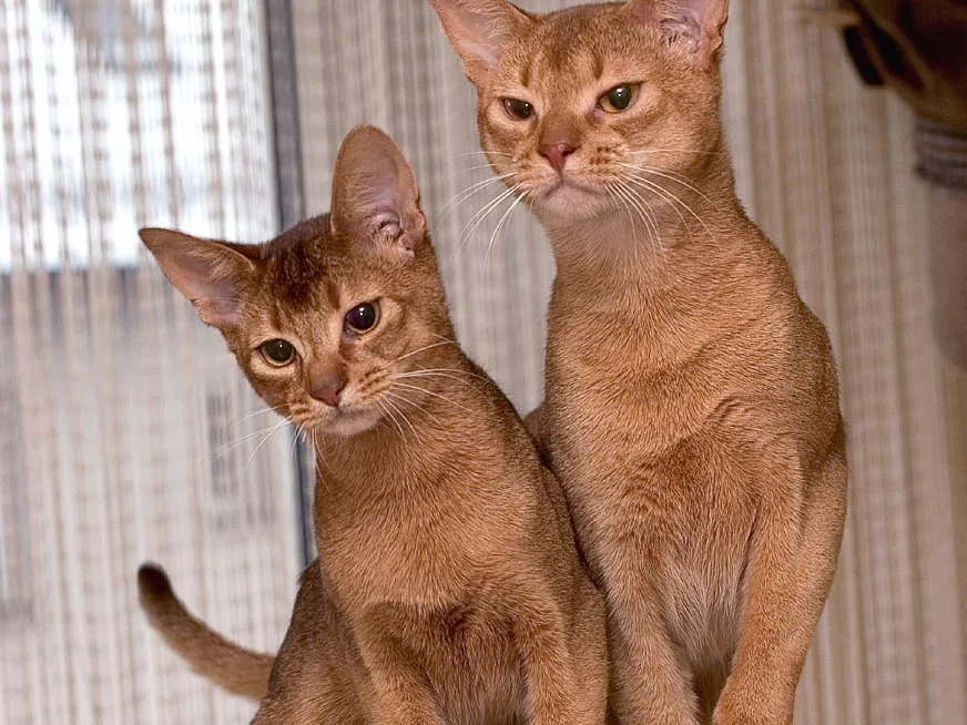 阿比西尼亚猫