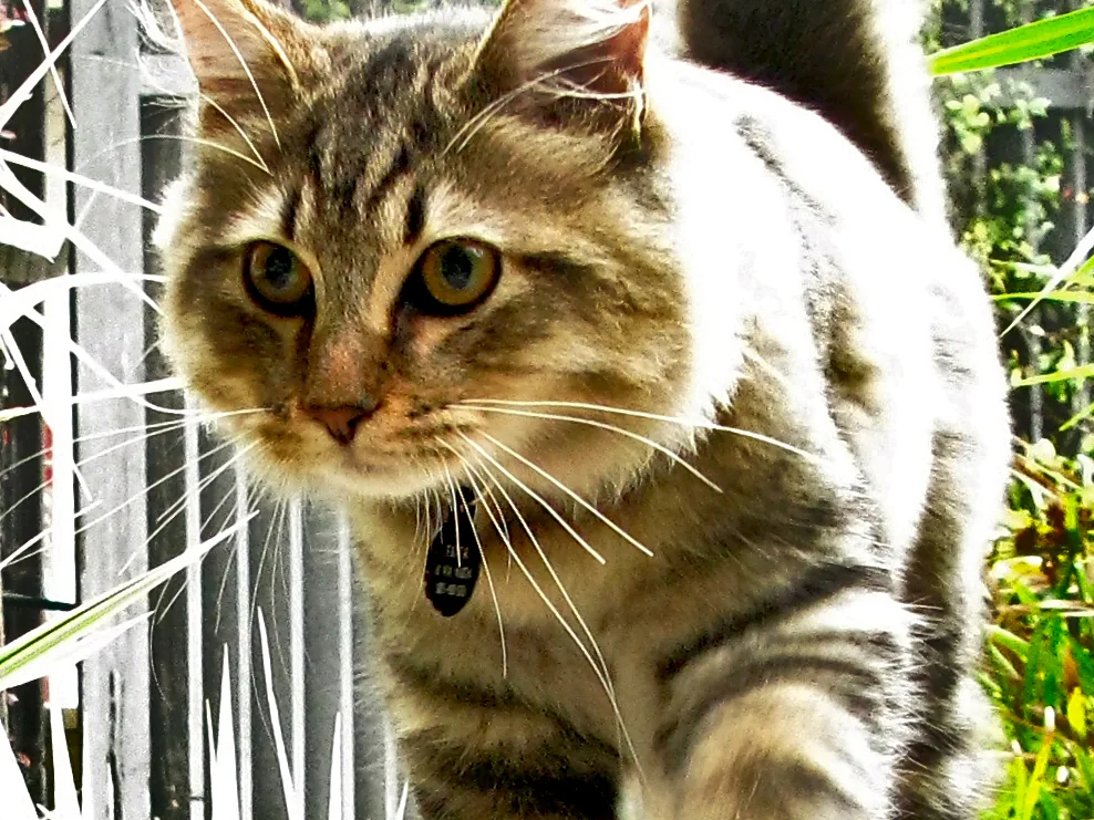 美国短尾猫