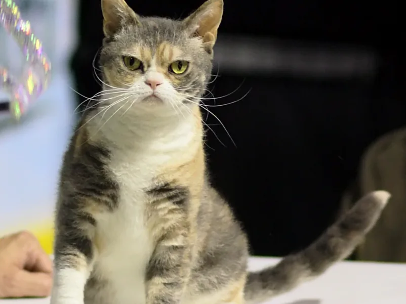 美国硬毛猫