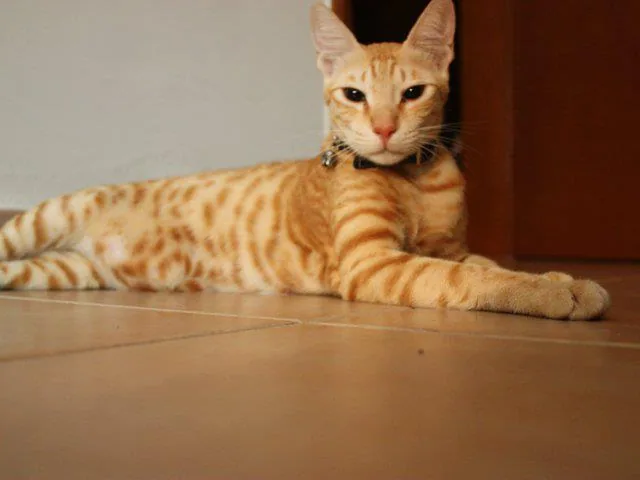 阿拉伯沙猫