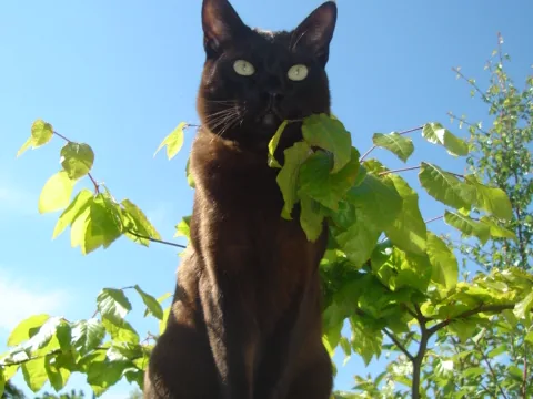 亚洲虎斑猫