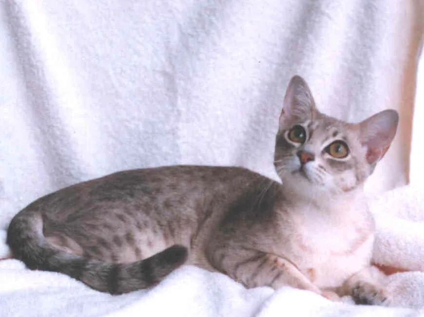 澳洲雾猫