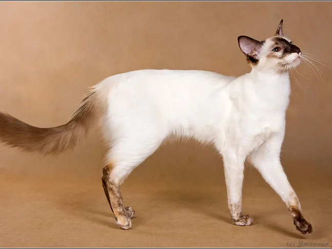 巴厘猫