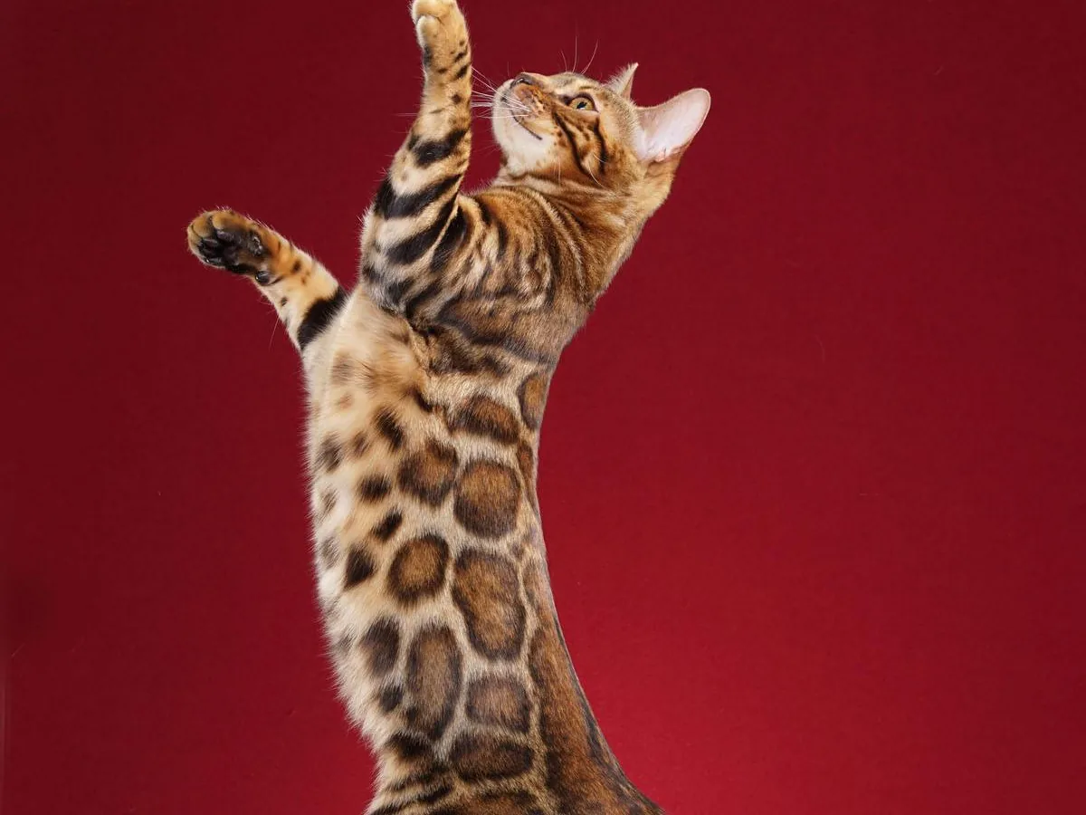 Bengal