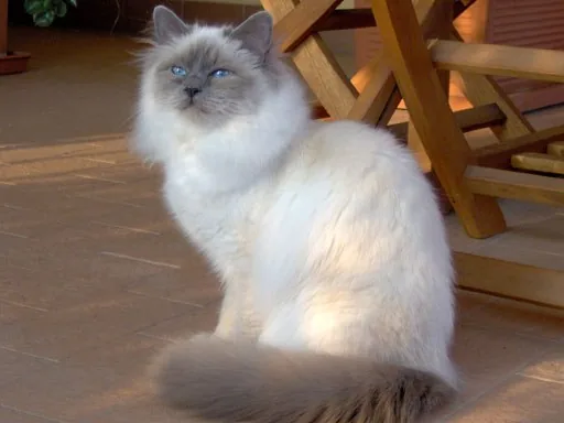 伯曼猫