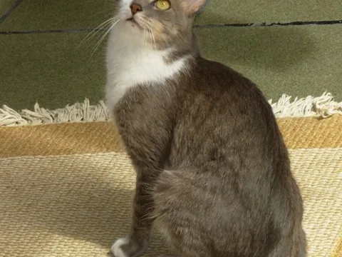巴西短毛猫