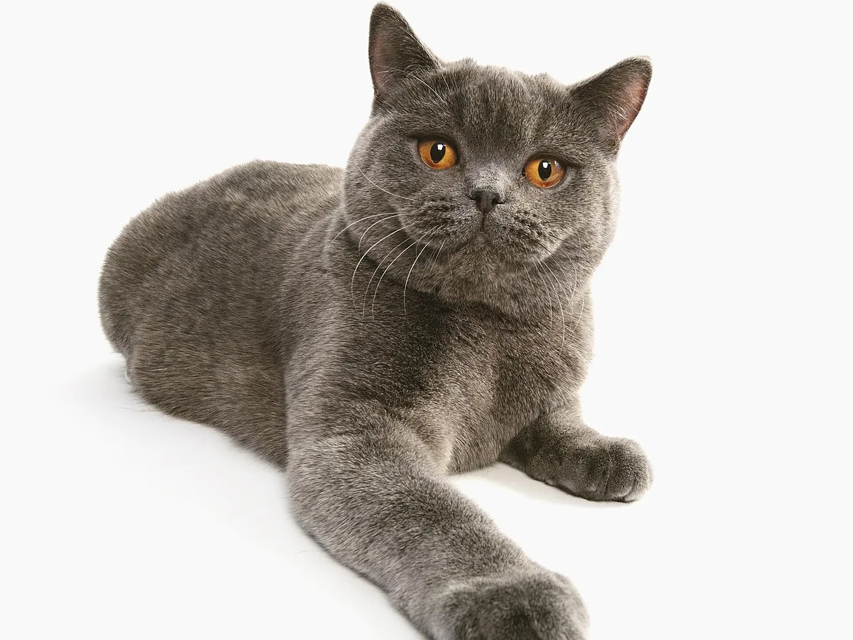 British Shorthair