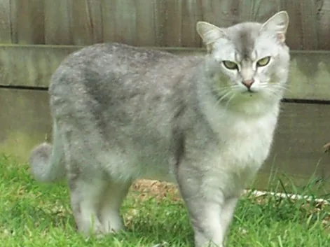 伯米拉猫