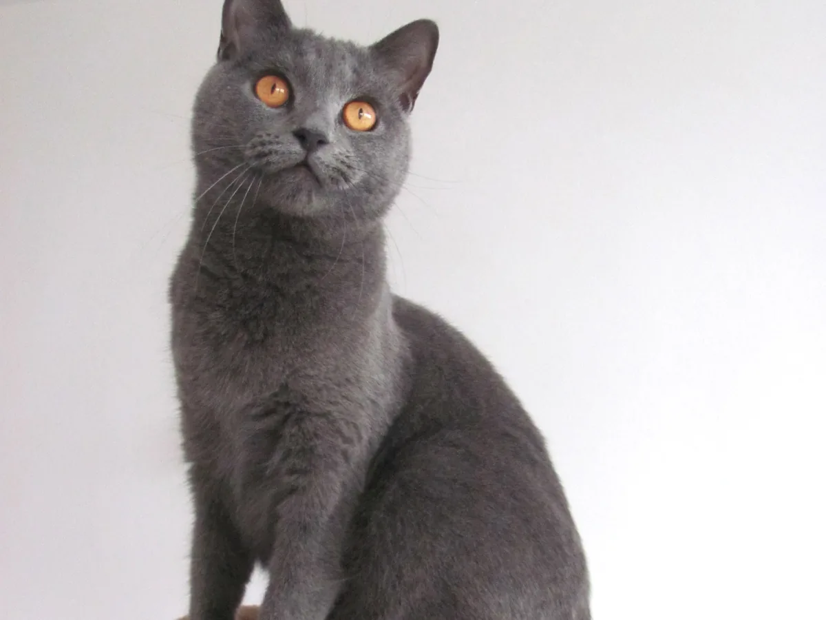 沙特尔猫