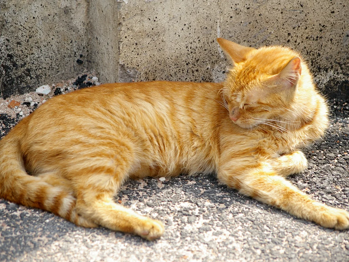 中华田园猫