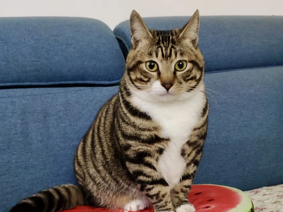 中国狸花猫