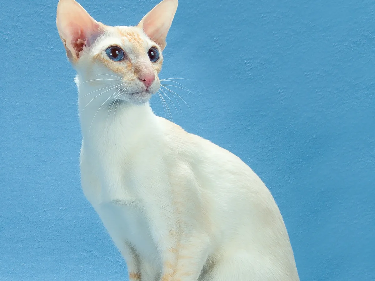 重点色短毛猫