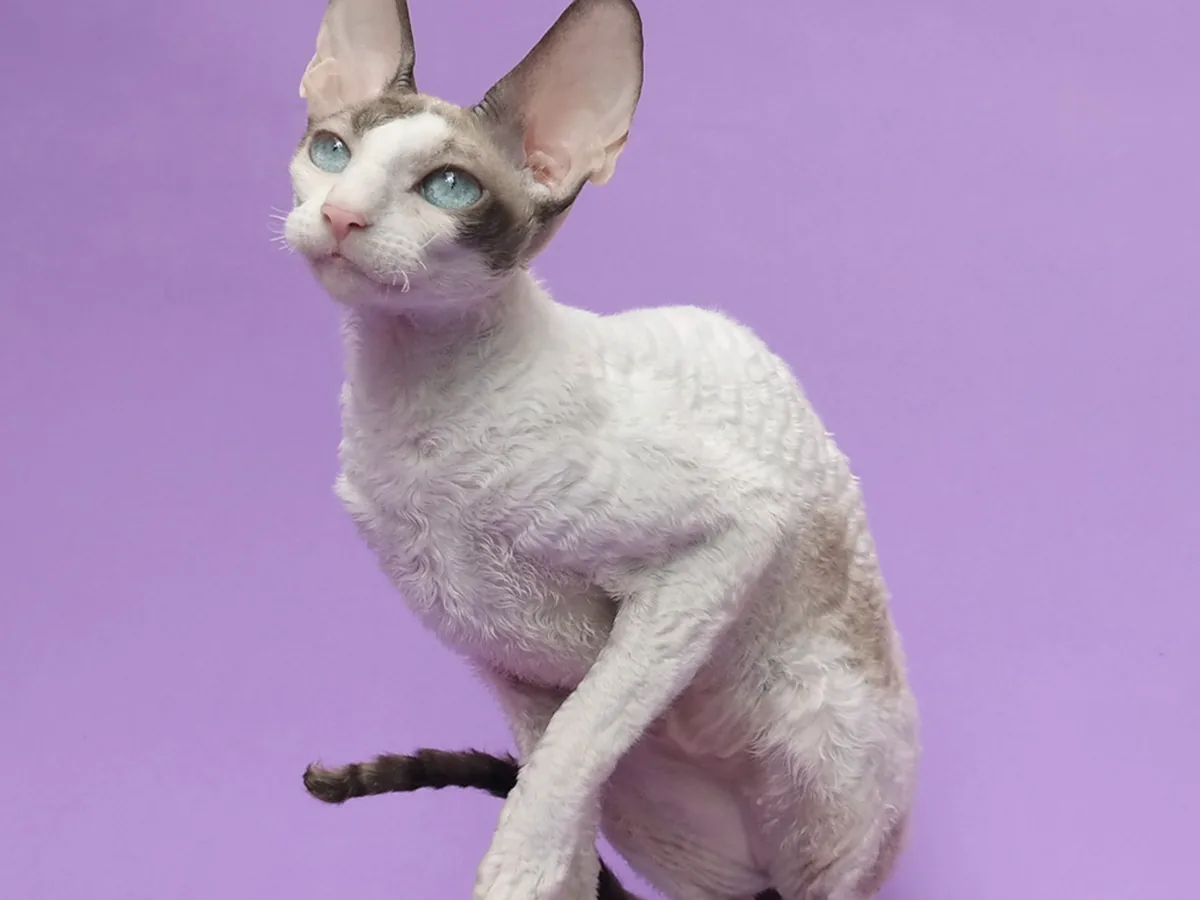 柯尼斯卷毛猫