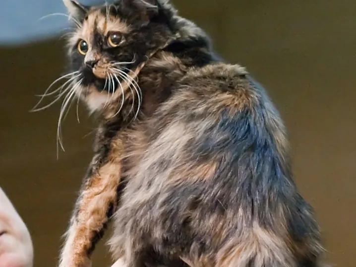 长毛曼岛猫