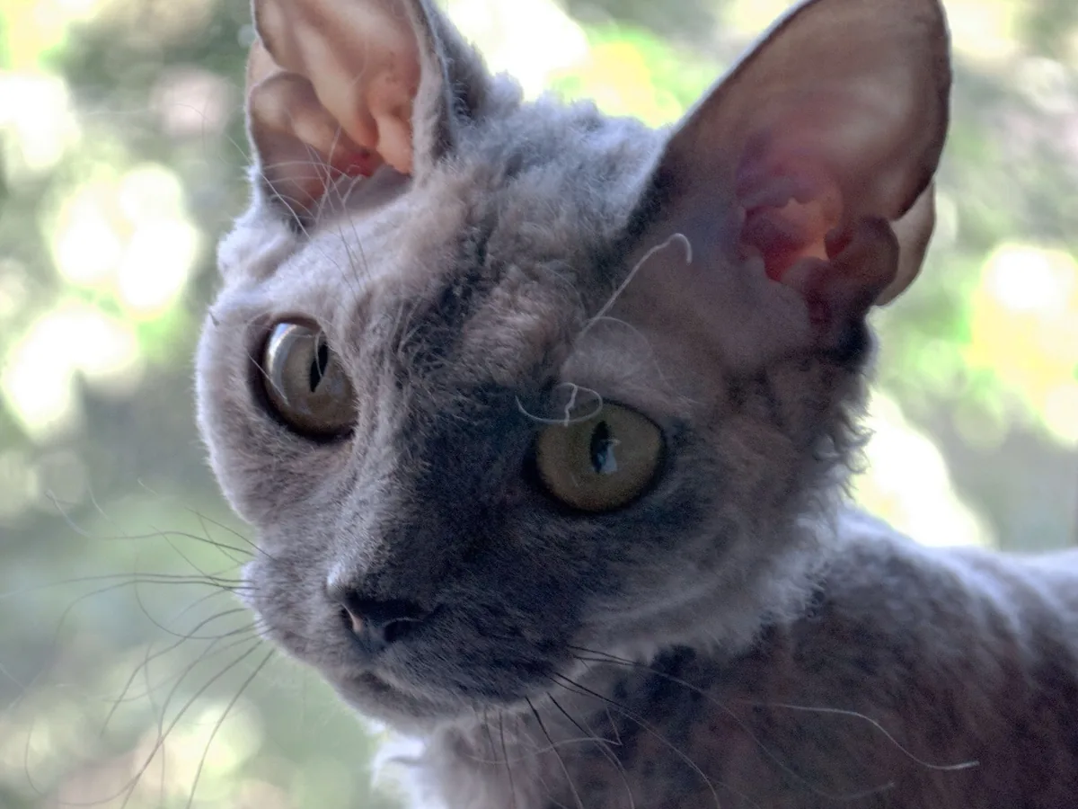 德文卷毛猫