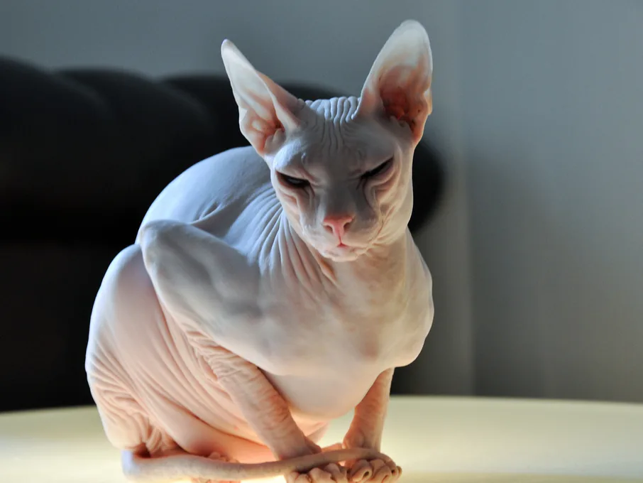 顿斯科伊无毛猫