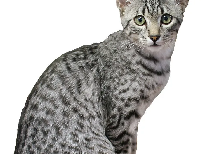 埃及猫
