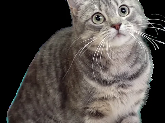 欧洲短毛猫