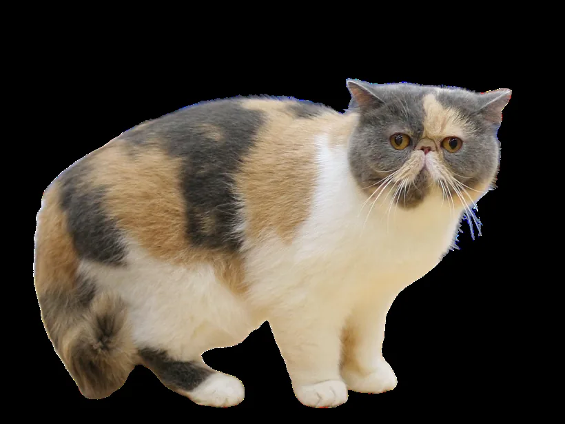 异国短毛猫