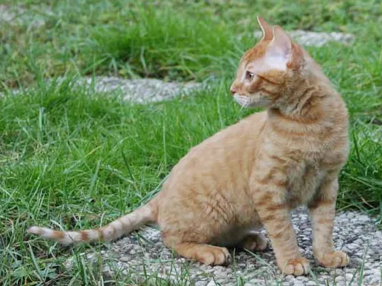 德国卷毛猫