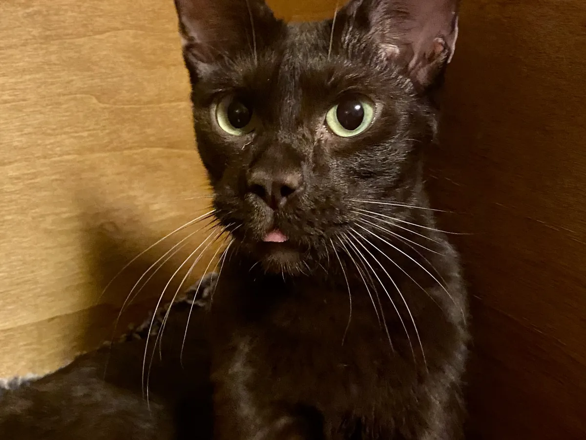 哈瓦那棕猫