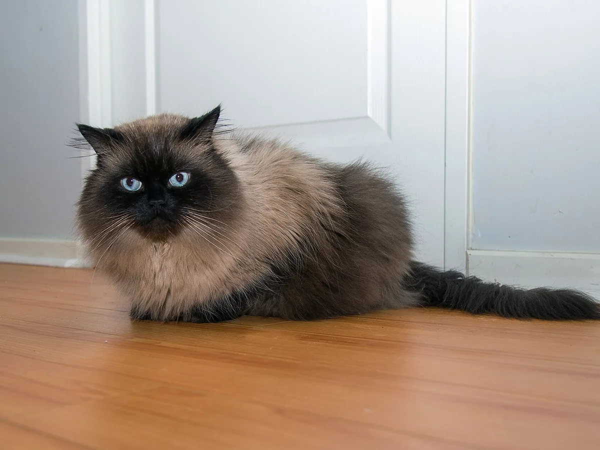 喜马拉雅猫