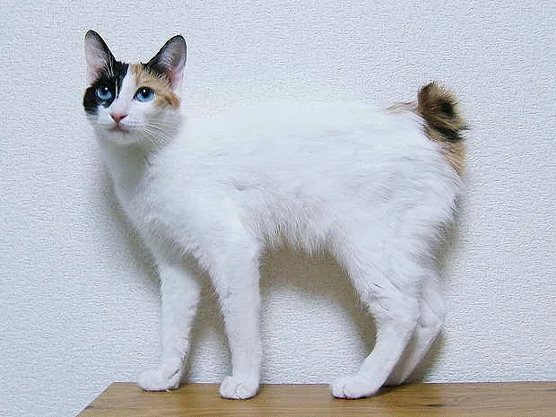 日本短尾猫