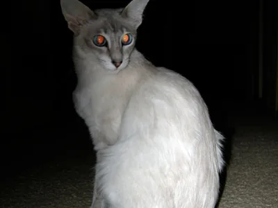 爪哇猫