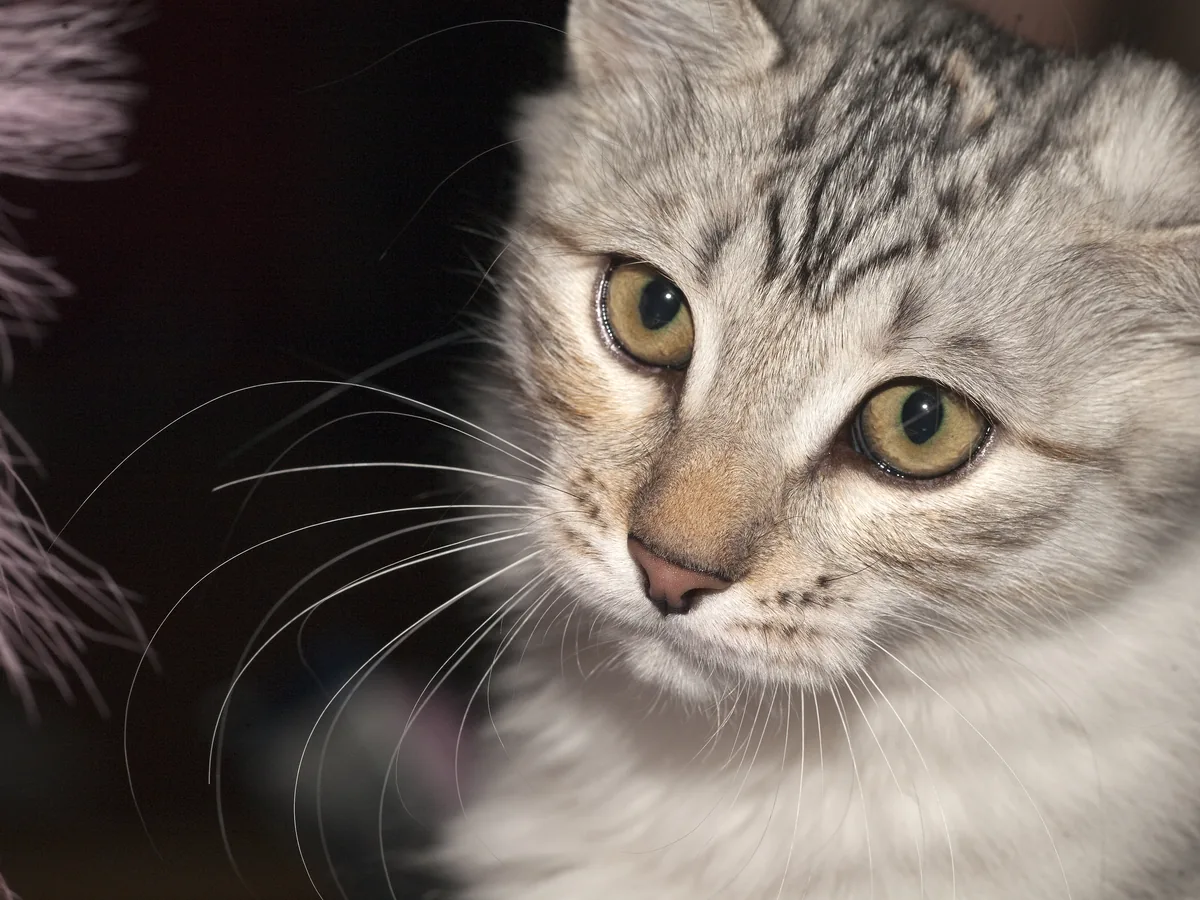 卡累利阿短尾猫