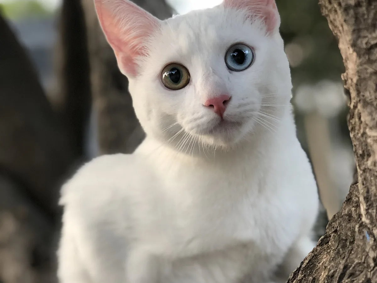 考曼尼猫