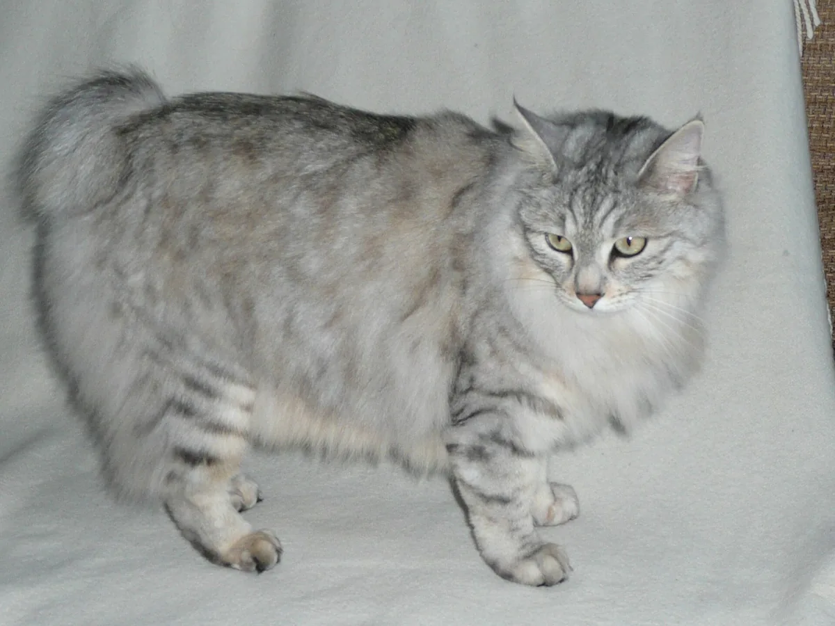 千岛短尾猫