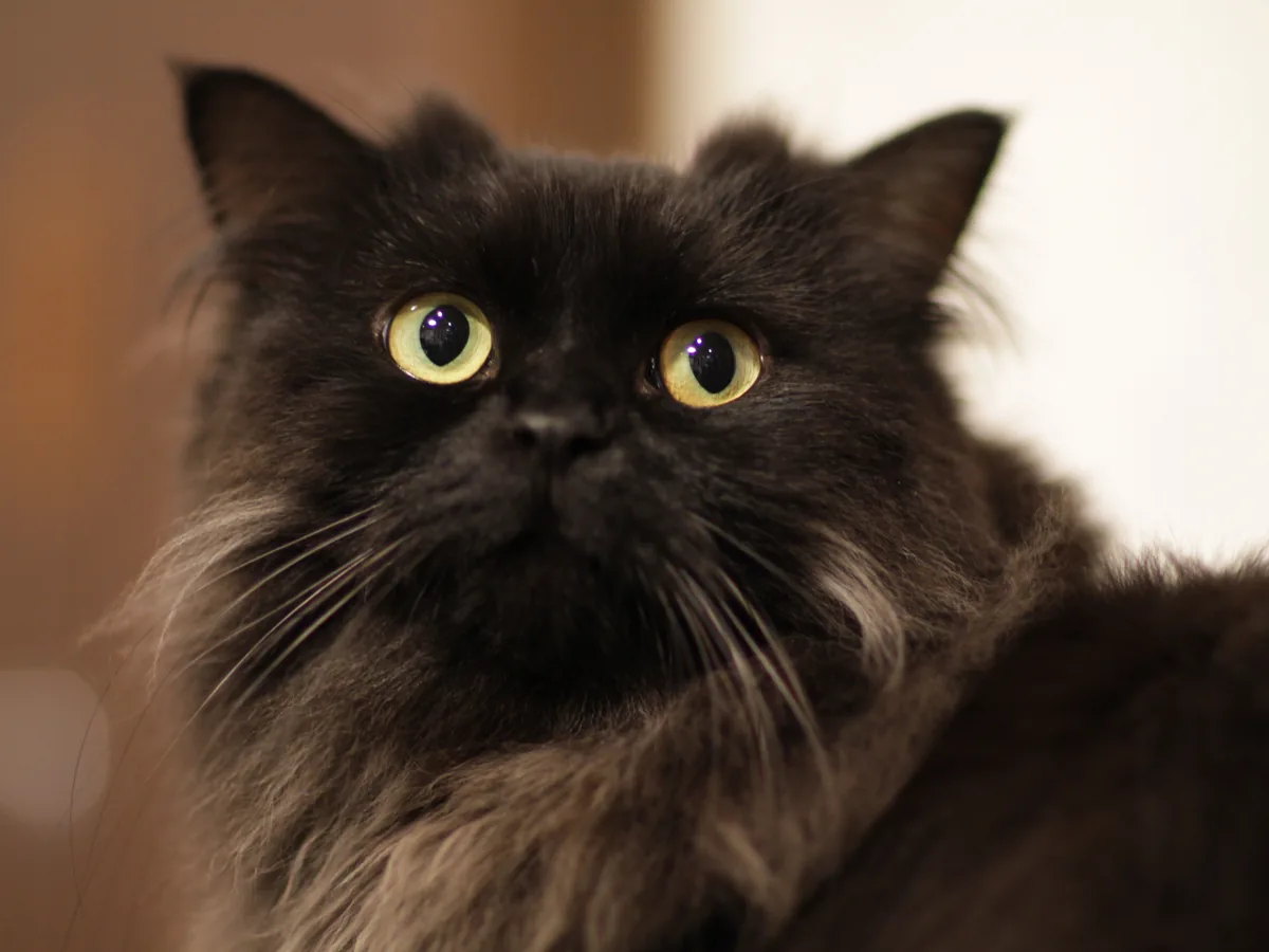 拉邦猫