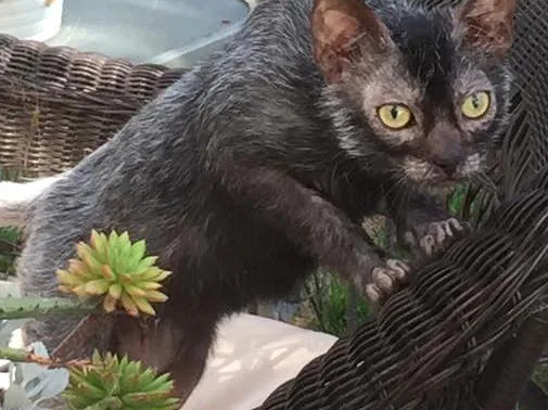 狼猫
