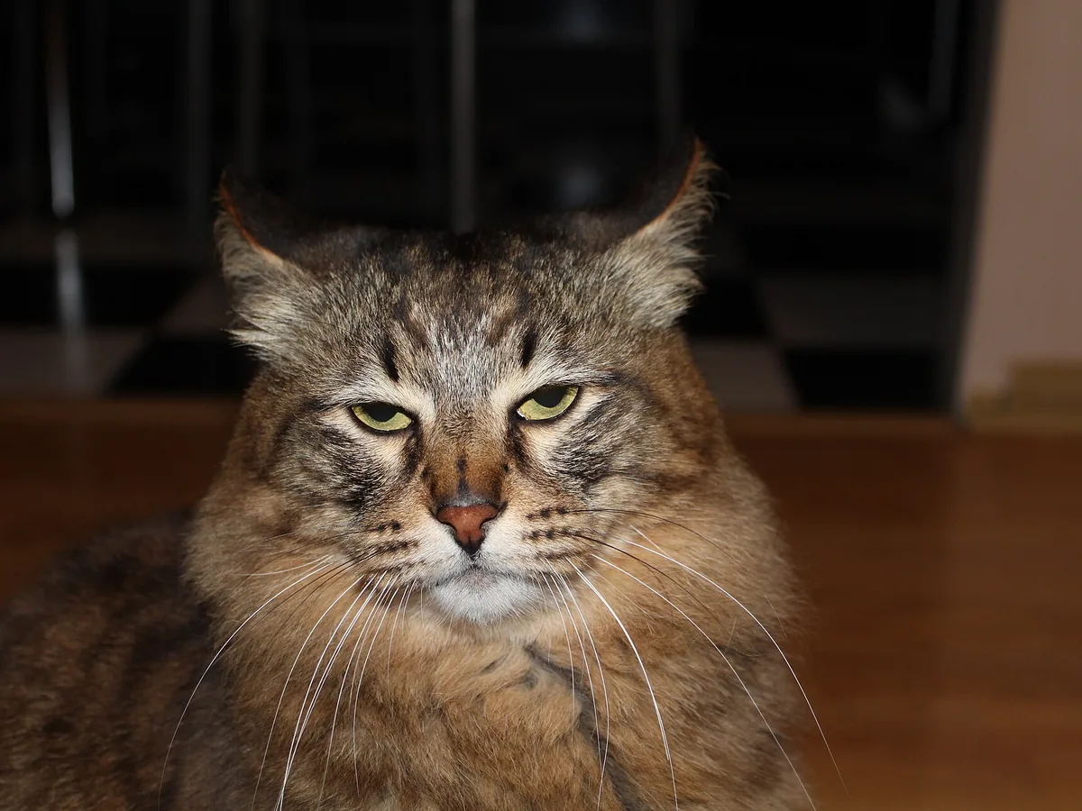 Maine Coon