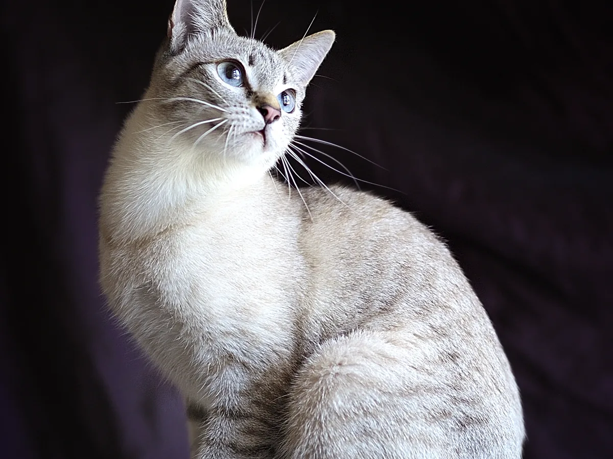 湄公短尾猫