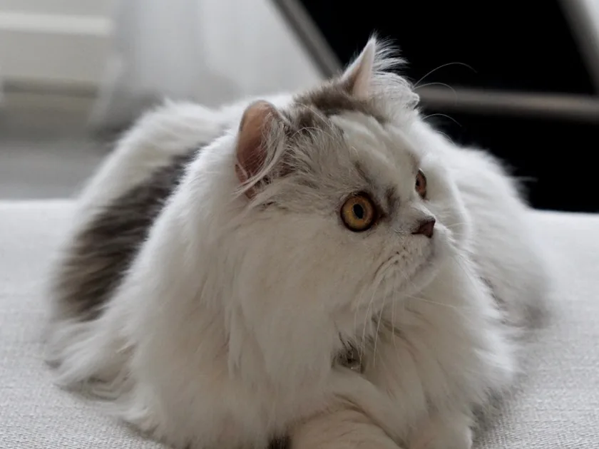 米努特猫