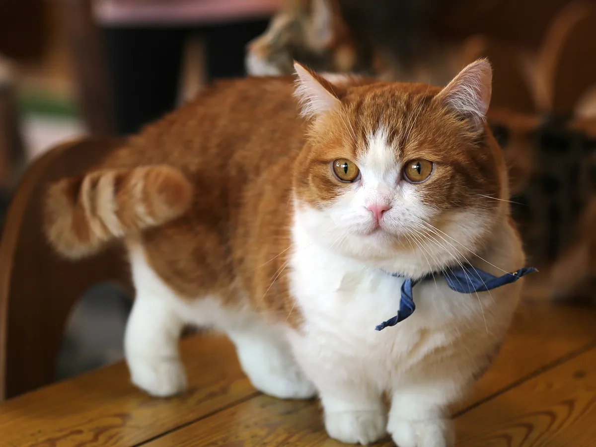 曼基康矮脚猫