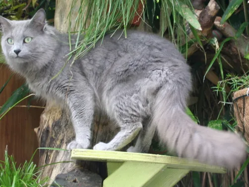 内华达猫（雾猫）