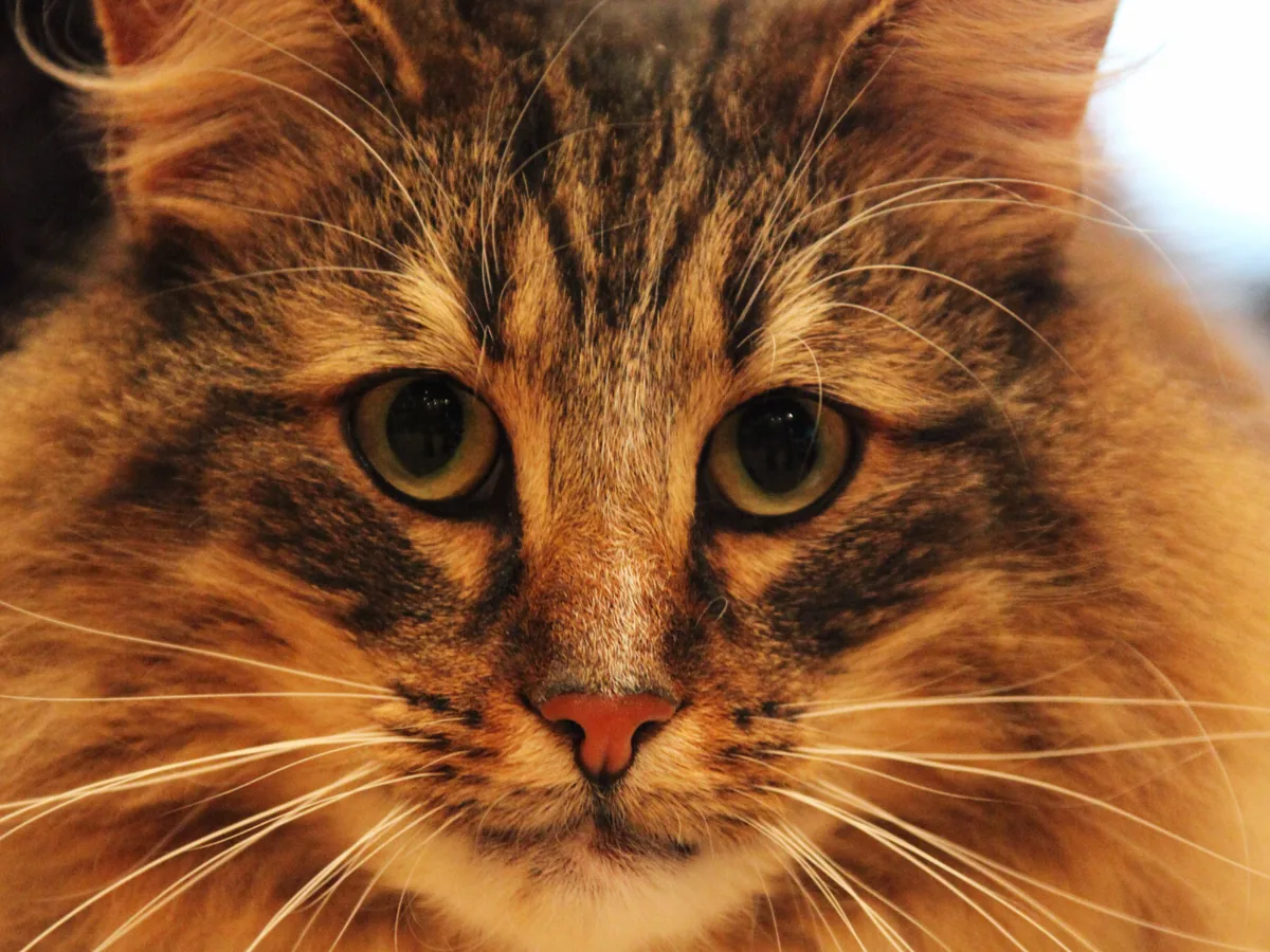 挪威森林猫