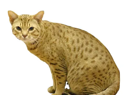 Ocicat
