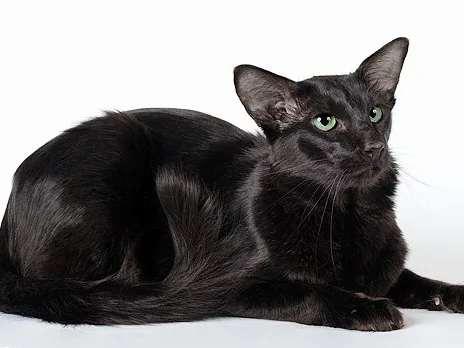 东方长毛猫