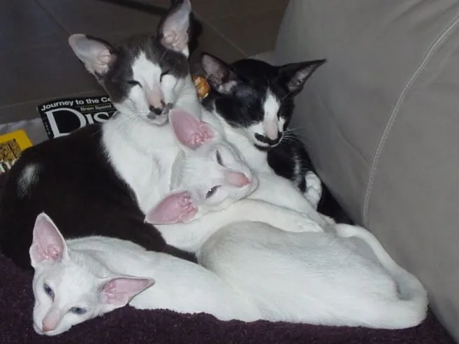 Oriental Shorthair