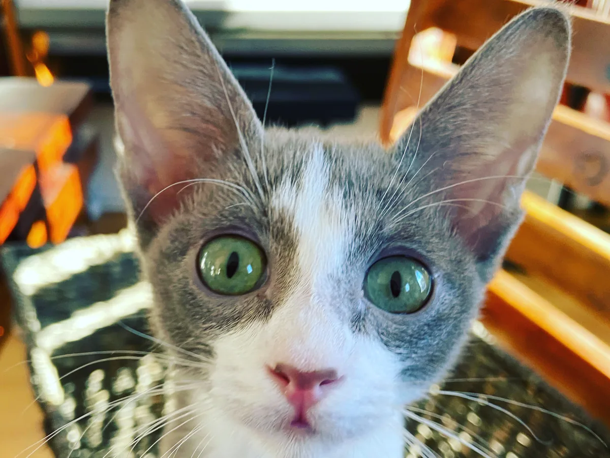 彼得秃猫