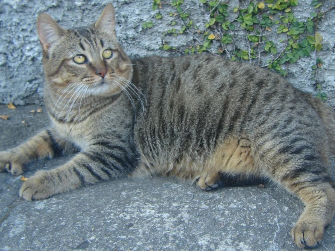 精灵短尾猫