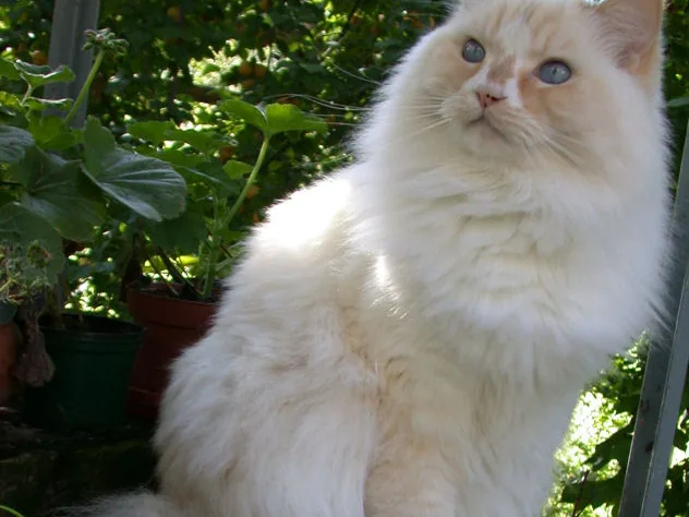 Ragamuffin