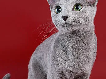 俄罗斯蓝猫