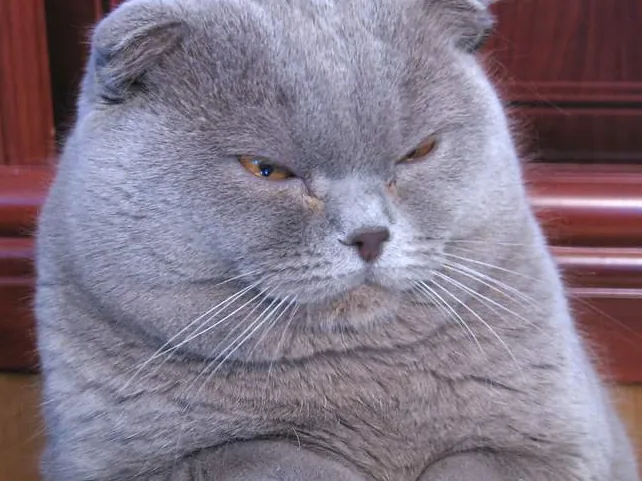 Scottish Fold