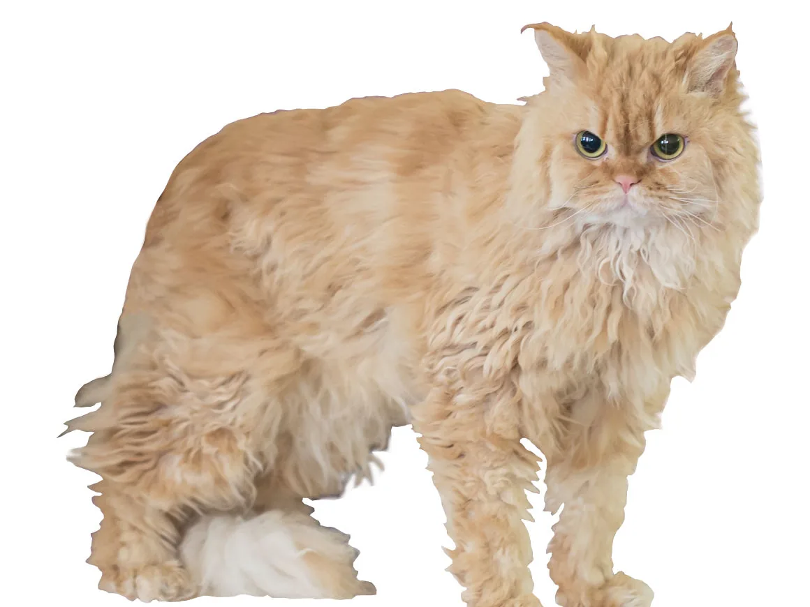 塞尔凯克卷毛猫