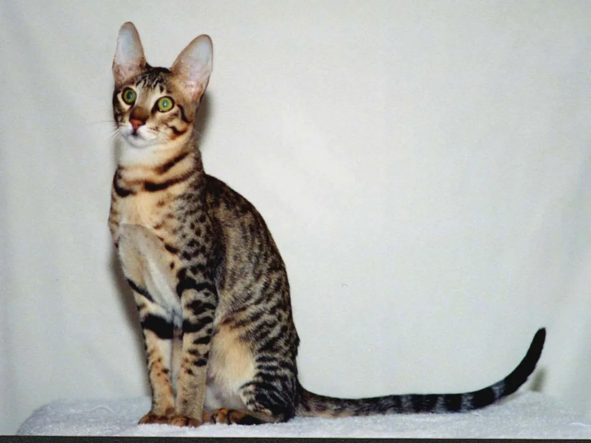 塞伦盖蒂猫