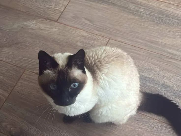 Siamese